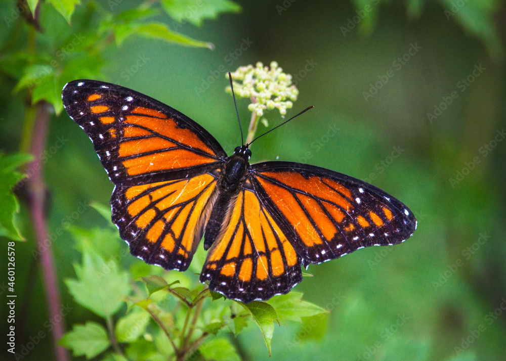 Viceroy butterfly along the Shadow Creek Ranch Nature Trail in Pearland, Texas! Viceroy butterfly along the Shadow Creek Ranch Nature Trail in Pearland, Texas!