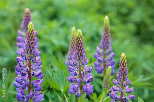 Wild Lupins (Lupinus perennis) flowering by a river in Scotalnd photo