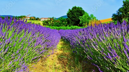 Tuscan landscape of lavender fields of the Pisan hills in Italy