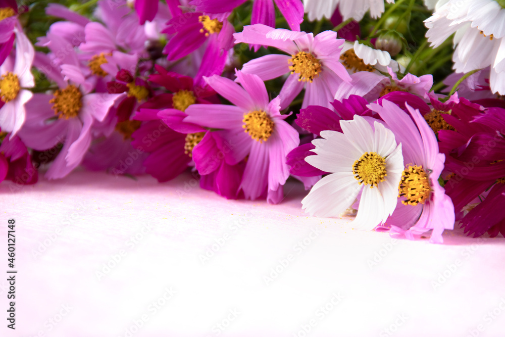 ピンクと白のコスモスの花束のクローズアップ