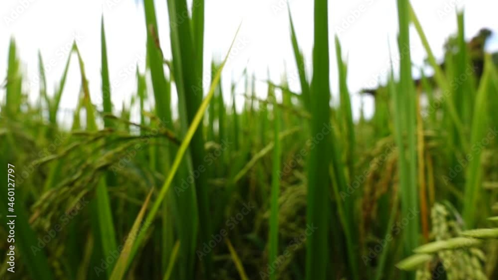 closeup 250 fps slow motion ear of rice in rice field with zoom out shot.
closeup 250 fps slow motion ear of rice in rice field with zoom out shot.