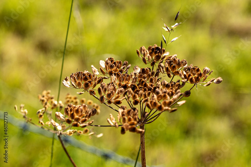 Im Herbst auf der Wiese