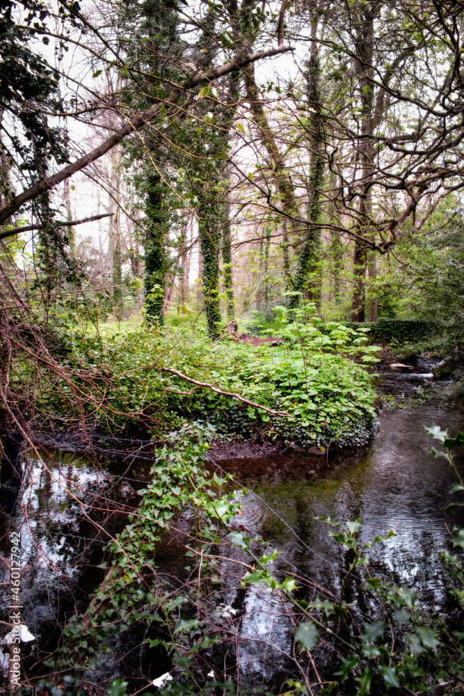 Swamp in Irish Forest