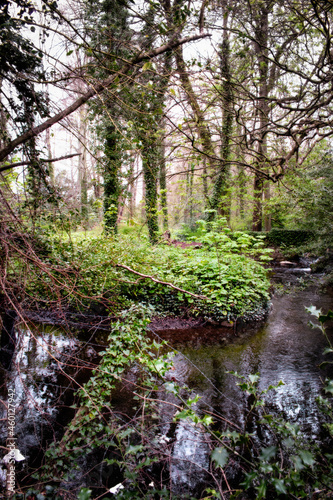 Swamp in Irish Forest