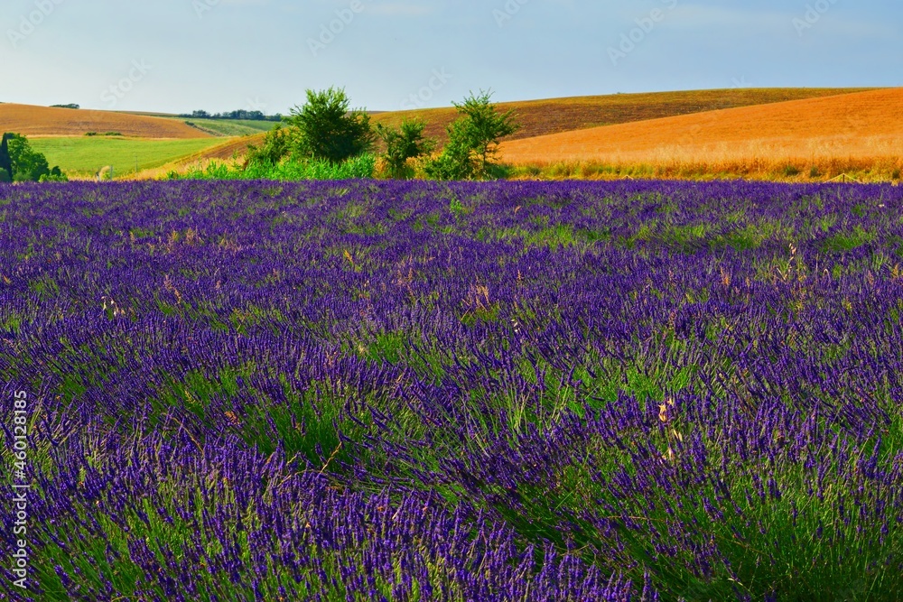 Tuscan landscape of lavender fields of the Pisan hills in Italy