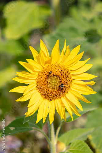 Kleine Besucher auf der Blüte