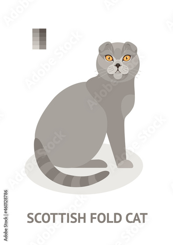 Scottish fold cat - vector illustration in flat style