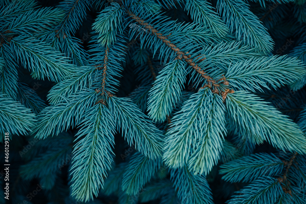 Beautiful branches of spruce with young needles. Christmas tree in nature. Blue spruce