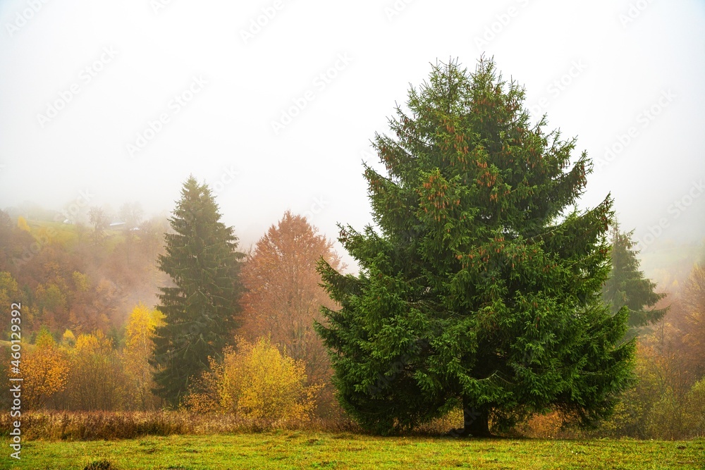 Colorful trees in the Carpathian mountains covered with thick gray fog Colorful trees in the Carpathian mountains covered with thick gray fog