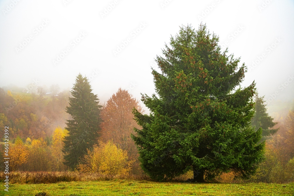 Colorful trees in the Carpathian mountains covered with thick gray fog