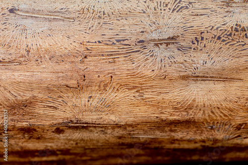 Abstract pattern in wood, caused by bark beetles under the bark of a tree trunk photo