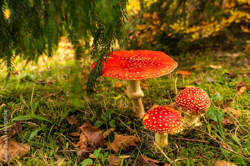 Beautiful mushroom Amanita in a meadow in a dense forest in the Carpathians