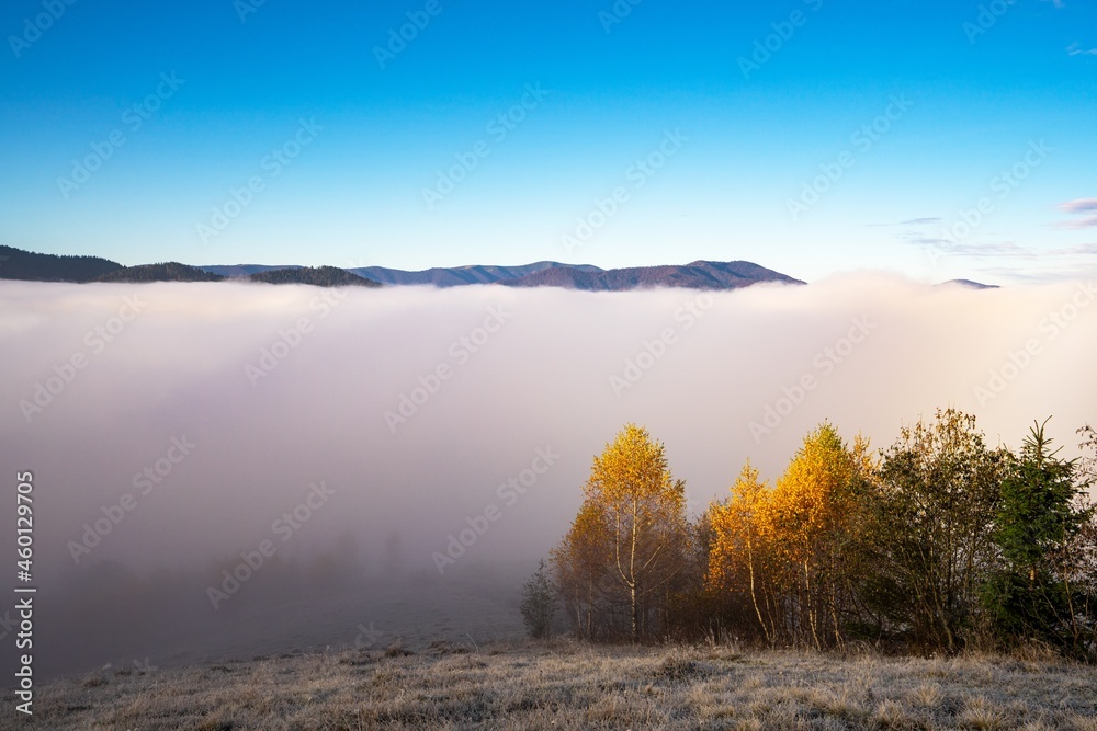 Grey mist covered with the colorful trees on mountain hils Grey mist covered with the colorful trees on mountain hils
