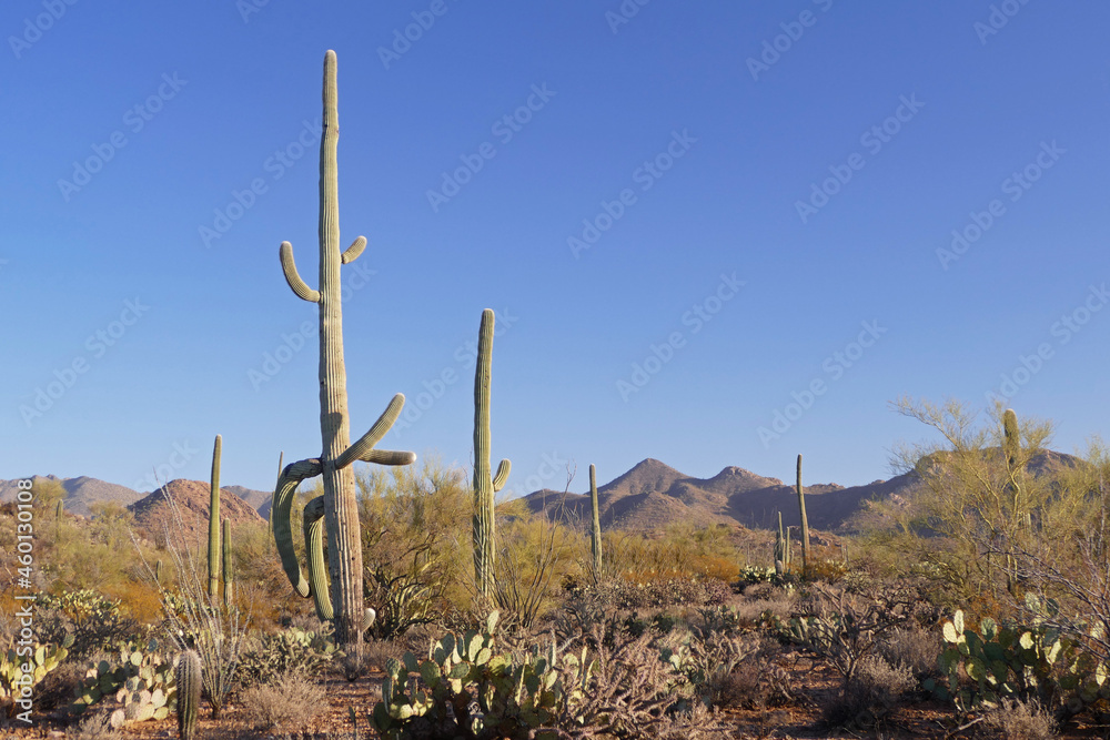 Saguaro National Park with giant saguaro cactus panoramic landscape, popular tourist place, Arizona, United States Saguaro National Park with giant saguaro cactus panoramic landscape, popular tourist place, Arizona, United States