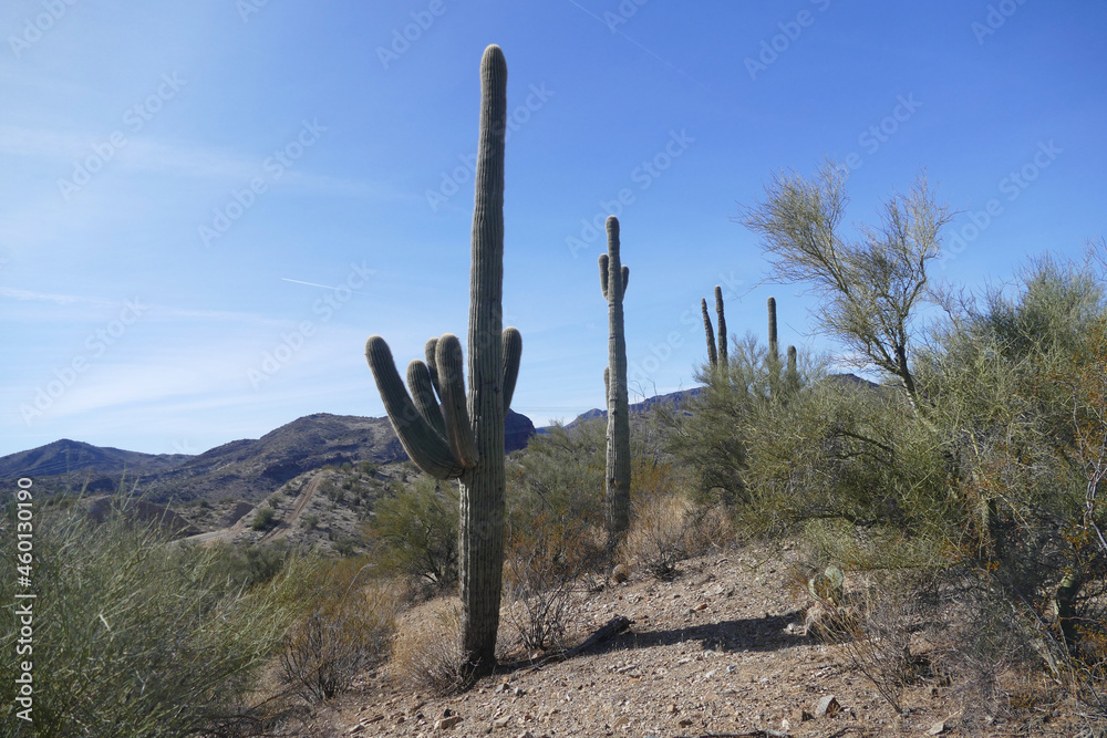 Giant saguaro cactus in desert, Arizona, United States