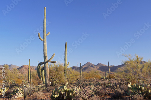 Saguaro National Park with giant saguaro cactus panoramic landscape, popular tourist place, Arizona, United States