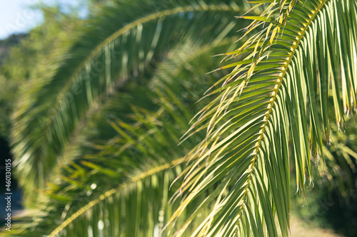 Tropical palm leaves  blurred background