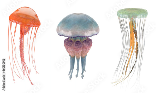 Fotografiet Jellyfish (Scyphozoa) or Sea Jellies isolated on white Background