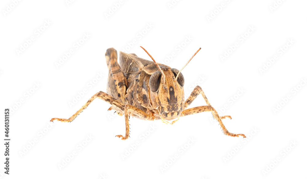 Short-horned grasshopper or Italian locust isolated on white background, Calliptamus italicus Short-horned grasshopper or Italian locust isolated on white background, Calliptamus italicus