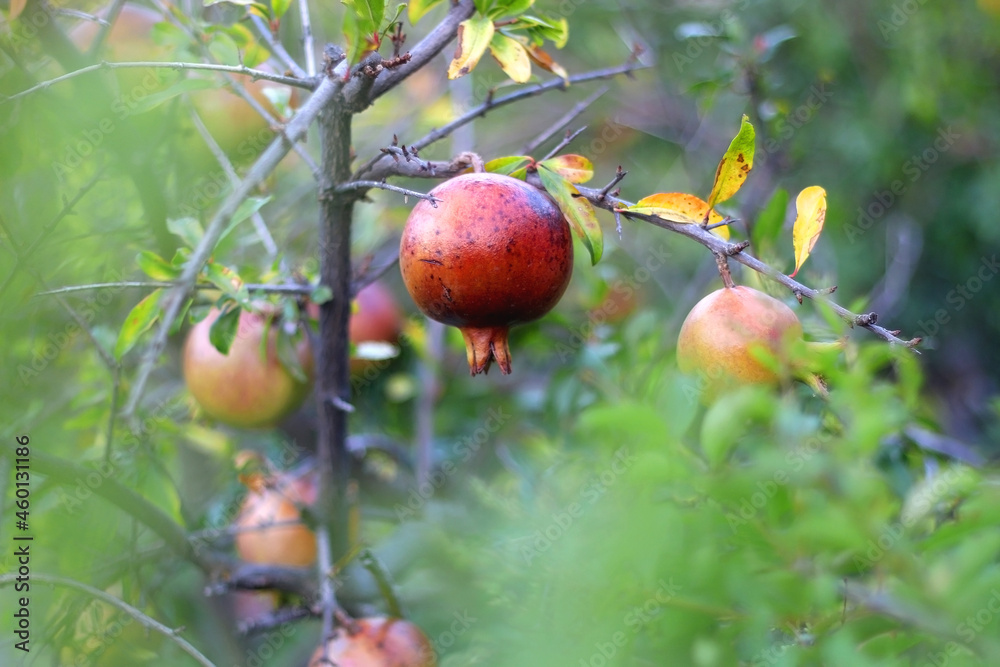 Fresh pomegranate on the tree. Selective focus. Fresh pomegranate on the tree. Selective focus.