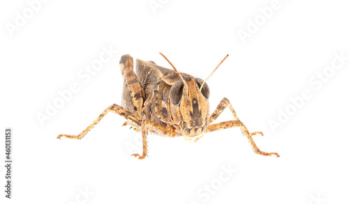 Short-horned grasshopper or Italian locust isolated on white background, Calliptamus italicus photo