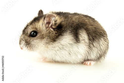 Hamster pet animal cute and small