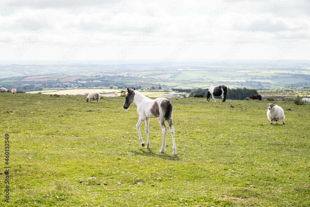 Two horses, mother and her spring, eating in the wild in the middle of nature in the UK.