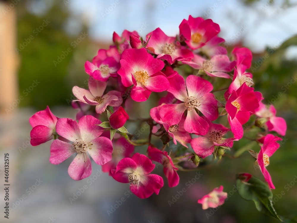 Fototapeta premium Rose