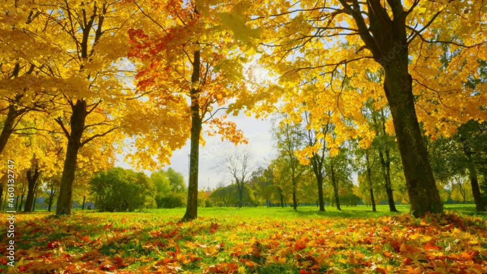 Landscape park in the early autumn morning. Landscape park in the early autumn morning.
