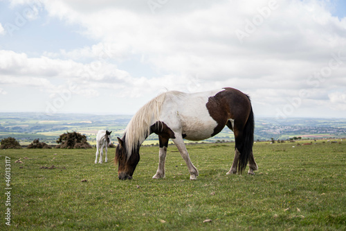 Two horses, mother and her spring, eating in the wild in the middle of nature in the UK. 