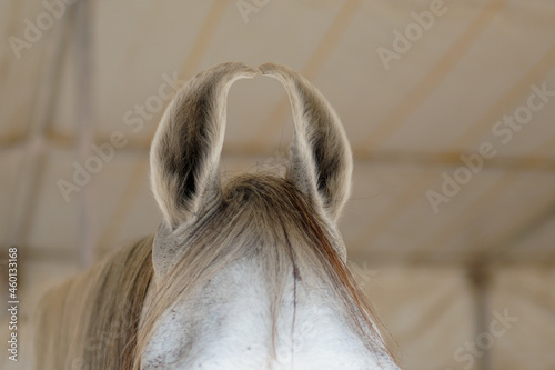 Konstfotografi curly Marwari horse ears