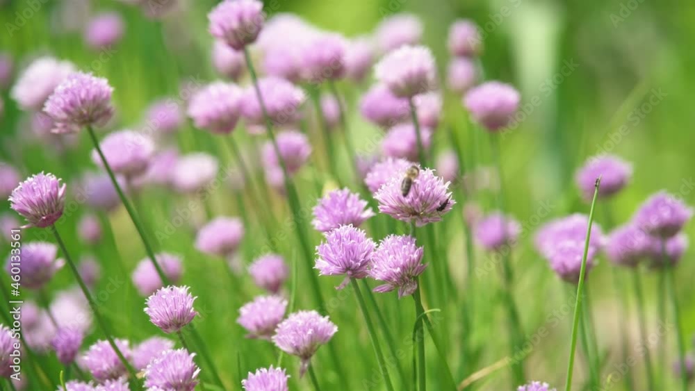 Honey bee pollinates purple chive flowers in green healthy garden Honey bee pollinates purple chive flowers in green healthy garden