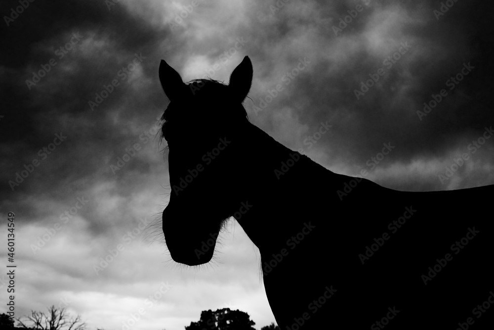 Naklejka premium Horse silhouette with dramatic sky background.