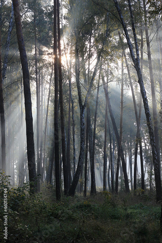 morning in the forest © Ольга Скосер