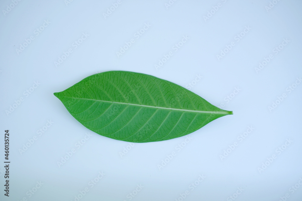 Obraz premium green leaf on white background