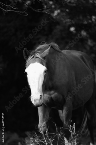 Bald face mare horse portrait in shallow depth of field.