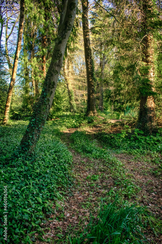 Obraz premium Vibrant Summer Forest in Ireland