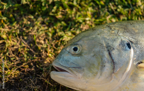 Fototapeta Naklejka Na Ścianę i Meble -  fish fishing nature fresh eye 