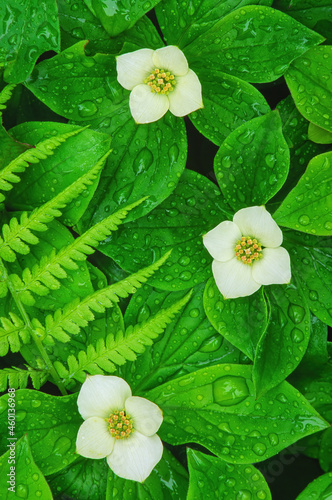 Close-up of three bunchberry blossoms and fern, Pictured Rocks National Lakeshore, Michigan's Upper Peninsula, USA