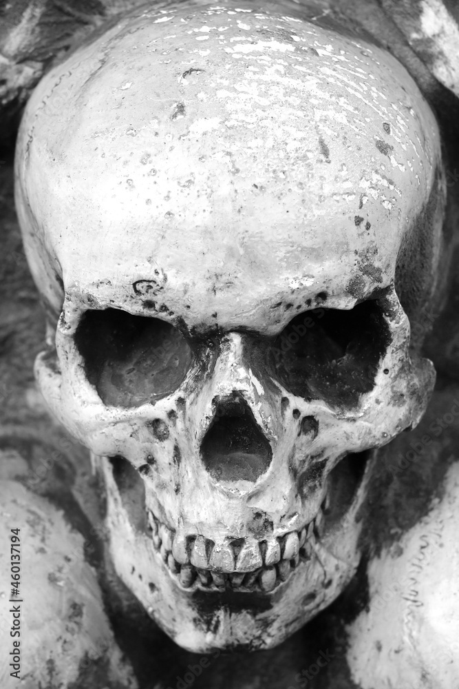 Artificial human skull close-up as postcard with skull or background with skull or photo with skull for background for postcard for congratulations to Halloween Artificial human skull close-up as postcard with skull or background with skull or photo with skull for background for postcard for congratulations to Halloween