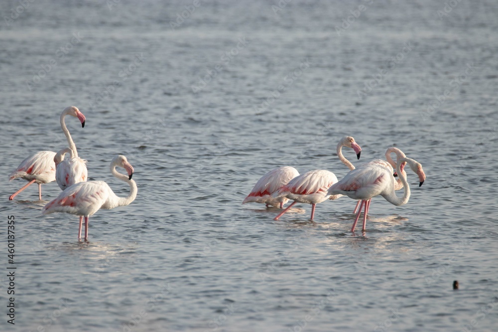 Fototapeta premium Fenicotteri nelle Saline di Nubia in Sicilia