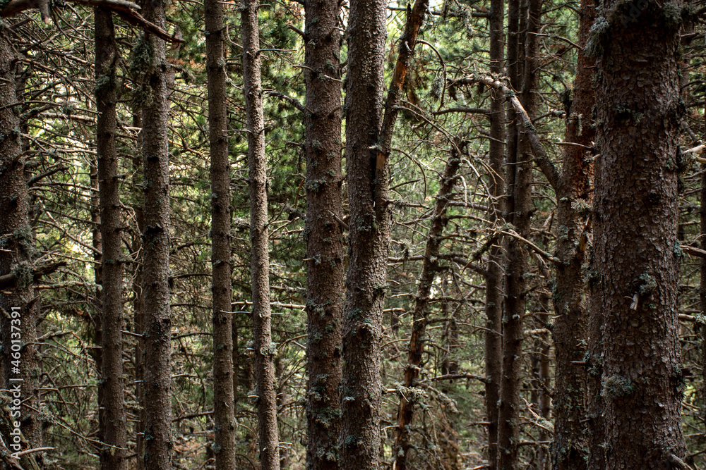 Trees in a forest in the Catalan Pyrenees Trees in a forest in the Catalan Pyrenees