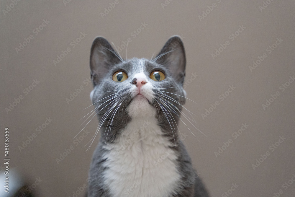 Obraz premium Cat playing around