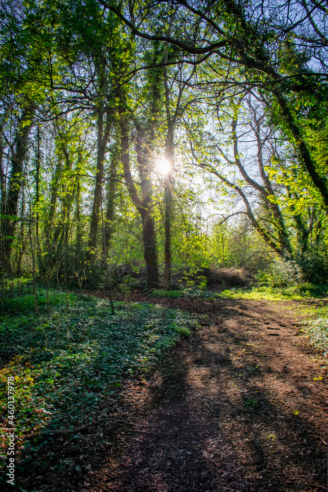 Obraz premium Vibrant Summer Forest in Ireland