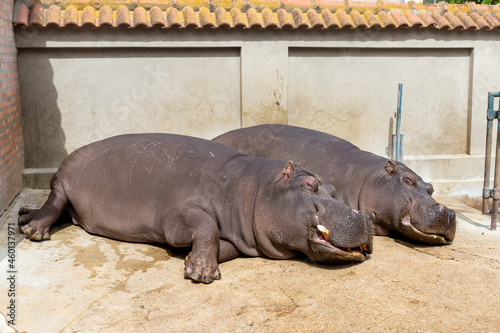 Two huge hippos sleep on the concrete floor of the aviary