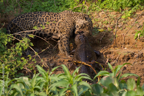 Jaguar eating a caiman in Pantanal