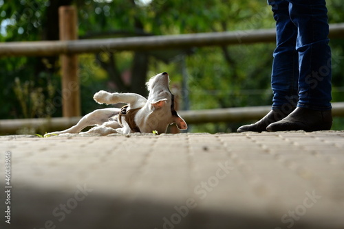 Sitz, Platz, Bleib. Süßer junger Terrier beim Hundetraining photo