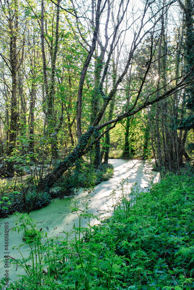 Vibrant Forest With Natural Waterscape Vibrant Forest With Natural Waterscape