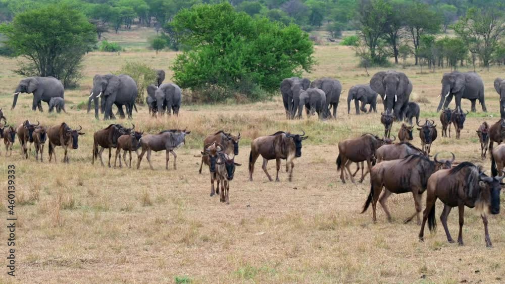 A herd of blue wildebeest (Connochaetes taurinus) on great migration passing in front of a herd of African bush elephant (Loxodonta africana) in Serengeti National Park, Tanzania, Africa A herd of blue wildebeest (Connochaetes taurinus) on great migration passing in front of a herd of African bush elephant (Loxodonta africana) in Serengeti National Park, Tanzania, Africa