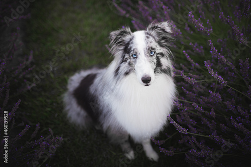 Shetland shepherd portrait on a lavender field, summer time, flowers